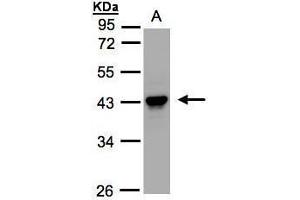 WB Image Sample(30 ug whole cell lysate) A:HeLa S3, 10% SDS PAGE antibody diluted at 1:1000 (SERPINB5 Antikörper  (Center))