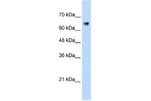 ZNF326 antibody (20R-1244) used at 0. (ZNF326 Antikörper  (C-Term))