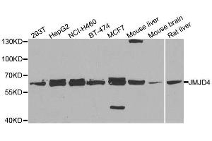 Western blot analysis of extracts of various cell lines, using JMJD4 antibody. (JMJD4 Antikörper  (AA 1-463))