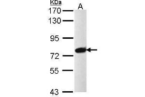 WB Image Sample (30 ug of whole cell lysate) A: Raji 7. (PRPF39 Antikörper)