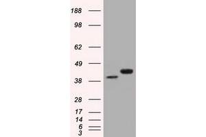 HEK293T cells were transfected with the pCMV6-ENTRY control (Left lane) or pCMV6-ENTRY BSG (Right lane) cDNA for 48 hrs and lysed. (CD147 Antikörper)