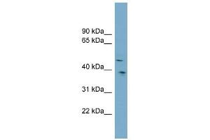 SPOCK3 antibody used at 1 ug/ml to detect target protein. (SPOCK3 Antikörper)