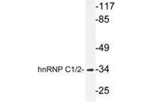 Western blot analysis of hnRNP C1/2 antibody in extracts from HuvEc cells. (HNRNPC Antikörper)