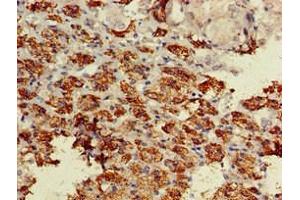 Immunohistochemistry of paraffin-embedded human adrenal gland tissue using ABIN7145531 at dilution of 1:100 (BACE1 Antikörper  (AA 46-155))