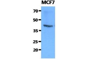 The cell lysates of MCF7 (40ug) were resolved by SDS-PAGE, transferred to PVDF membrane and probed with anti-human FKBP6 antibody (1:1000). (FKBP6 Antikörper)