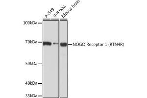 Western blot analysis of extracts of various cell lines, using NOGO Receptor 1 (RTN4R) Rabbit mAb (ABIN7269931) at 1:1000 dilution. (RTN4R Antikörper)