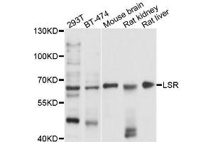 Western blot analysis of extracts of various cell lines, using LSR antibody (ABIN5996188) at 1/1000 dilution. (LSR Antikörper)