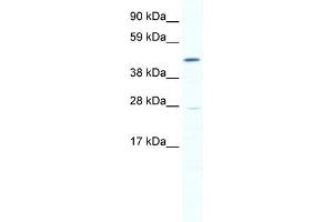 WB Suggested Anti-SMYD1 Antibody Titration:  0. (SMYD1 Antikörper  (N-Term))