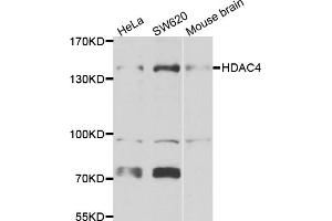 Western blot analysis of extracts of various cell lines, using HDAC4 antibody (ABIN5975864) at 1/1000 dilution. (HDAC4 Antikörper)