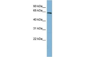 WB Suggested Anti-HNF1A Antibody Titration: 0. (HNF1A Antikörper  (N-Term))