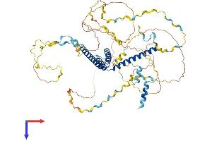 WBP11 Protein (AA 1-641) (His tag)