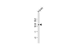 Anti-SOX15 Antibody (Center) at 1:1000 dilution + human brain lysate Lysates/proteins at 20 μg per lane. (SOX15 Antikörper  (AA 96-125))