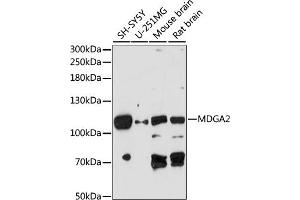 Western blot analysis of extracts of various cell lines, using MDG antibody (ABIN7268386) at 1:1000 dilution. (MDGA2 Antikörper  (AA 620-820))