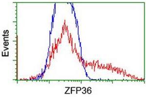 HEK293T cells transfected with either RC202049 overexpress plasmid (Red) or empty vector control plasmid (Blue) were immunostained by anti-ZFP36 antibody (ABIN2454205), and then analyzed by flow cytometry. (ZFP36 Antikörper)