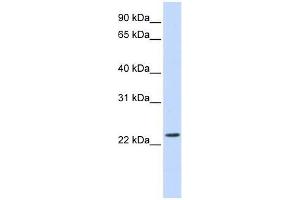 SCAND2 antibody used at 0. (SCAND2 Antikörper  (Middle Region))