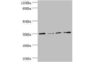 Western blot All lanes: NAPG antibody at 1. (NAPG Antikörper  (AA 1-312))