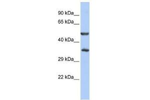 ZNF414 antibody used at 0. (ZNF414 Antikörper  (N-Term))
