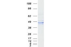 Western Blotting (WB) image for Farnesyl-Diphosphate Farnesyltransferase 1 (FDFT1) protein (Myc-DYKDDDDK Tag) (ABIN2732647)