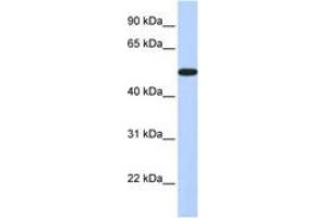 Image no. 1 for anti-Homeobox A3 (HOXA3) (AA 324-373) antibody (ABIN6742643) (HOXA3 Antikörper  (AA 324-373))