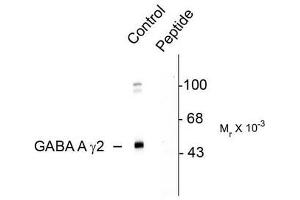 Image no. 1 for anti-gamma-aminobutyric Acid (GABA) A Receptor, gamma 2 (GABRG2) (pSer327) antibody (ABIN372642) (GABRG2 Antikörper  (pSer327))