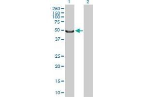 Western Blot analysis of MYOC expression in transfected 293T cell line by MYOC MaxPab polyclonal antibody.