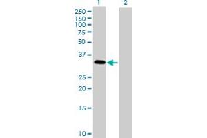 Western Blot analysis of MAPK15 expression in transfected 293T cell line by MAPK15 MaxPab polyclonal antibody. (MAPK15 Antikörper  (AA 1-277))