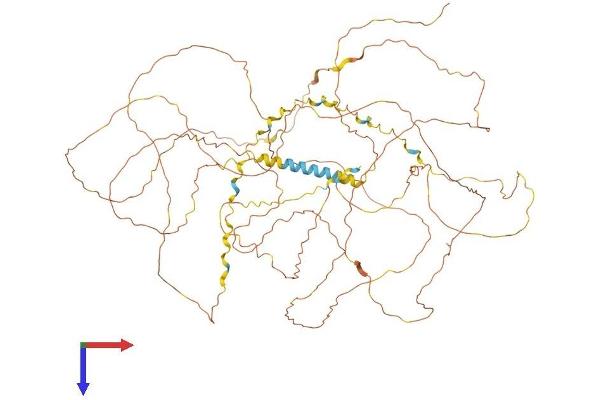 FSCB Protein (AA 1-825) (His tag)