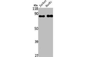 Western Blot analysis of PC3 NIH-3T3 cells using Rap1GAP Polyclonal Antibody (RAP1GAP Antikörper  (C-Term))