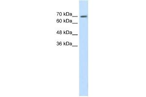 EPS8L1 antibody used at 1. (EPS8-Like 1 Antikörper  (N-Term))