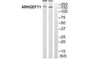 Western blot analysis of extracts from A549 cells and COLO 205 cells, using ARHGEF11 antibody. (ARHGEF11 Antikörper  (N-Term))