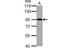 Western Blotting (WB) image for anti-Plasminogen (PLG) antibody (ABIN2855505)