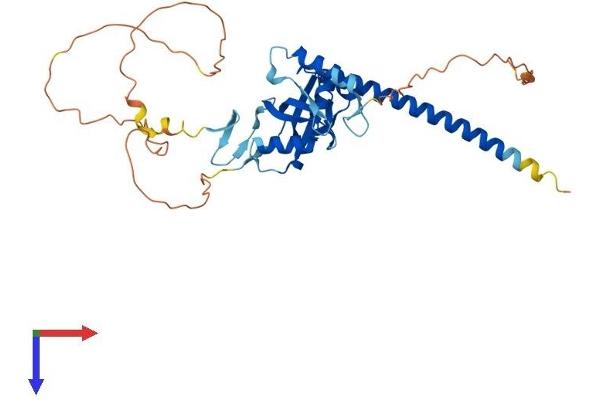 RASSF6 Protein (AA 1-369) (His tag)