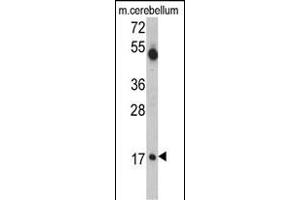 Western blot analysis of UBE2V1 Antibody (C-term) (ABIN388931 and ABIN2837878) in mouse cerebellum tissue lysates (35 μg/lane). (UBE2V1 Antikörper  (C-Term))