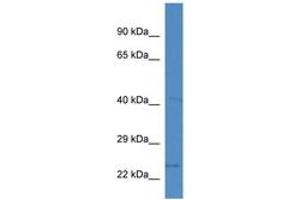 Image no. 1 for anti-Solute Carrier Family 10 (Sodium/bile Acid Cotransporter Family), Member 2 (SLC10A2) (AA 50-99) antibody (ABIN6746226)