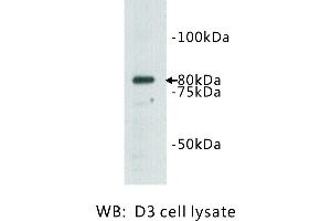 Image no. 1 for anti-Transmembrane Protein 132B (TMEM132B) antibody (ABIN1112939) (TMEM132B Antikörper)
