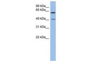 Image no. 1 for anti-beta 1,3-Galactosyltransferase-Like (B3GALTL) (C-Term) antibody (ABIN6743519) (B3GALTL Antikörper  (C-Term))