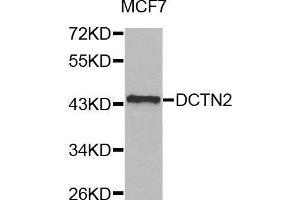 Western blot analysis of extracts of MCF7 cell line, using DCTN2 antibody. (Dynamitin Antikörper)
