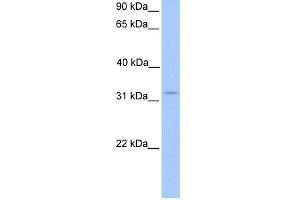 WB Suggested Anti-KCTD21 Antibody Titration: 0. (KCTD21 Antikörper  (N-Term))
