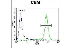 Flow cytometric analysis of CEM cells (right histogram) compared to a negative control cell (left histogram). (PON1 Antikörper  (AA 118-145))