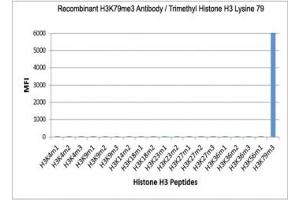 The recombinant H3K79me3 antibody specifically reacts to Histone H3 trimethylated at Lysine 79 (K79me3). (Rekombinanter Histone 3 Antikörper  (3meLys79))