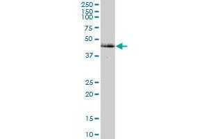 CAMK2G MaxPab polyclonal antibody. (CAMKII gamma Antikörper  (AA 1-527))