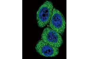Immunofluorescence (IF) image for anti-Cytochrome P450, Family 4, Subfamily B, Polypeptide 1 (CYP4B1) antibody (ABIN3003851) (CYP4B1 Antikörper)