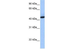 WB Suggested Anti-KHDRBS1 Antibody Titration: 0. (KHDRBS1 Antikörper  (N-Term))