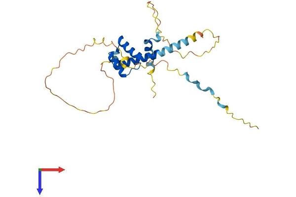 PRRX2 Protein (AA 1-253) (His tag)
