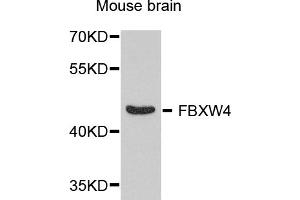 Western blot analysis of extracts of mouse brain, using FBXW4 antibody (ABIN5974651) at 1/1000 dilution. (FBXW4 Antikörper)