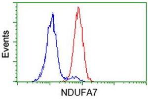 Image no. 2 for anti-NADH Dehydrogenase (Ubiquinone) 1 alpha Subcomplex, 7, 14.5kDa (NDUFA7) antibody (ABIN1499657) (NDUFA7 Antikörper)