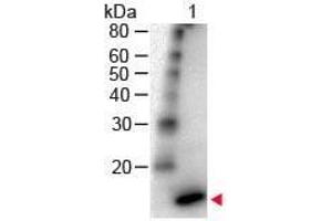 Western Blot of Rabbit Anti - IL-4 Antibody Peroxidase Conjugated Lane 1: Human IL-4 Load: 50 ng per lane Secondary antibody: IL-4 Antibody Peroxidase Conjugated at 1:1,000 for 60 min at RT Block: ABIN925618 for 30 min RT Predicted/Observed size: 18 kDa, 18 kDa (IL-4 Antikörper  (HRP))