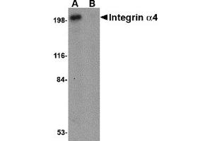 Western Blotting (WB) image for anti-Integrin alpha 4 (ITGA4) (C-Term) antibody (ABIN1030440) (ITGA4 Antikörper  (C-Term))