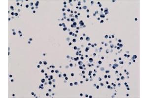 ICC staining of human HepG2 cells using recombinant H3K18ac antibody. (Rekombinanter Histone 3 Antikörper  (acLys18))