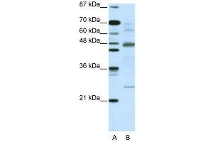 WB Suggested Anti-NFKBIB  Antibody Titration: 5. (NFKBIB Antikörper  (C-Term))